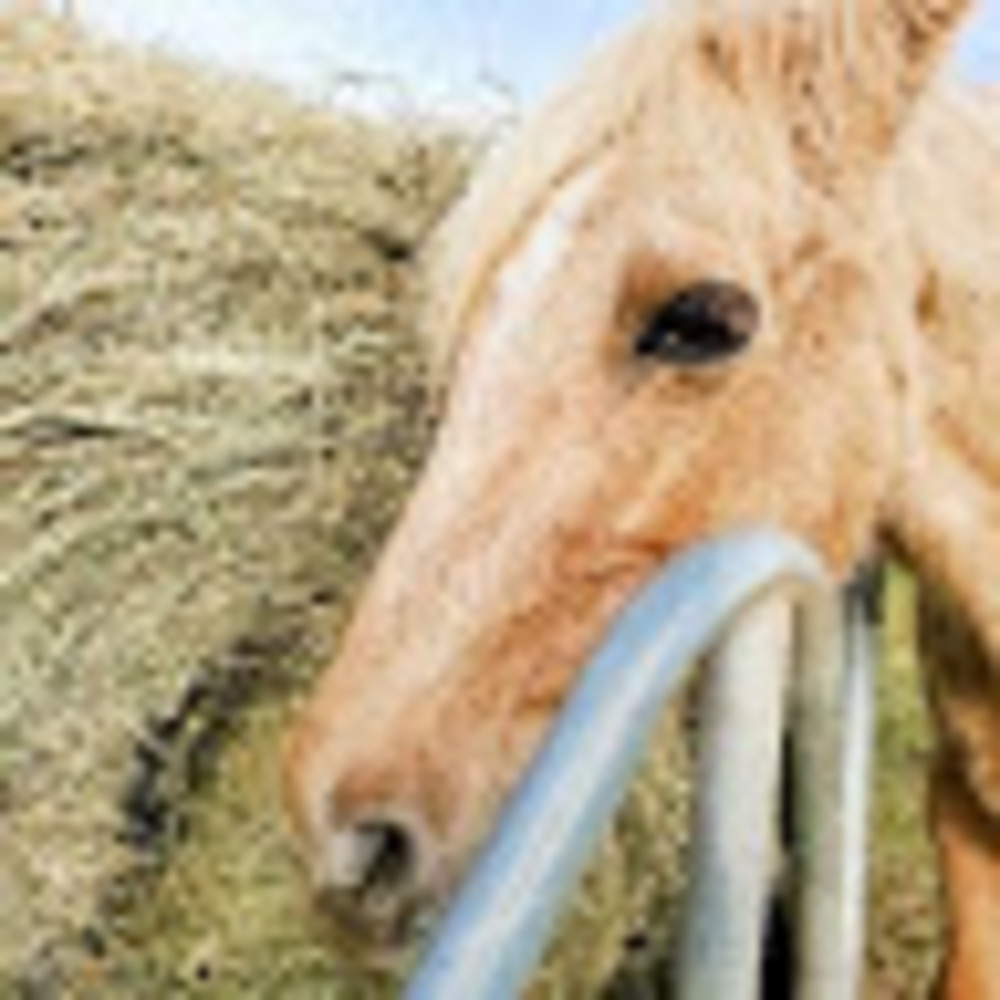 Meet your Posher, Ellaloves